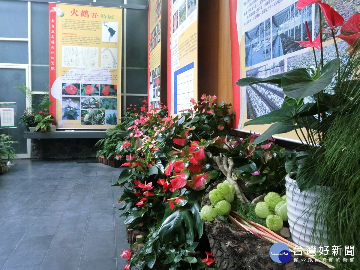 在科博館的植物園特展室展出100多種各類火鶴花,科博館也特別將每一個品種作說明,達到教育的意義。(記者賴淑禎攝)