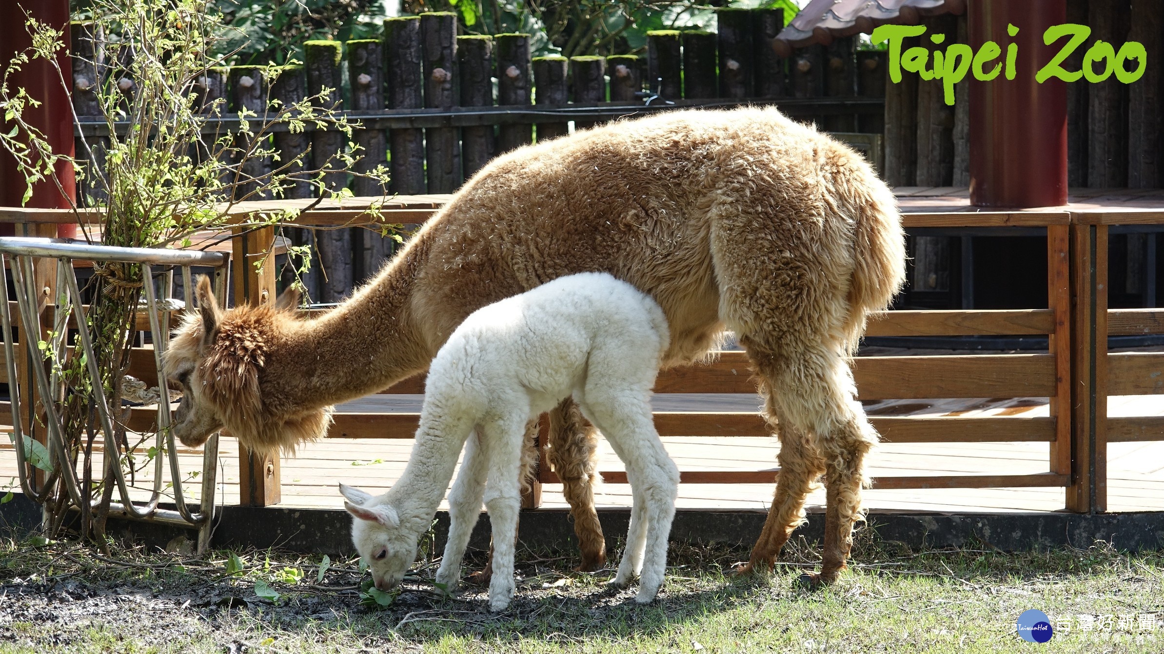 (圖/台北市立動物園提供)