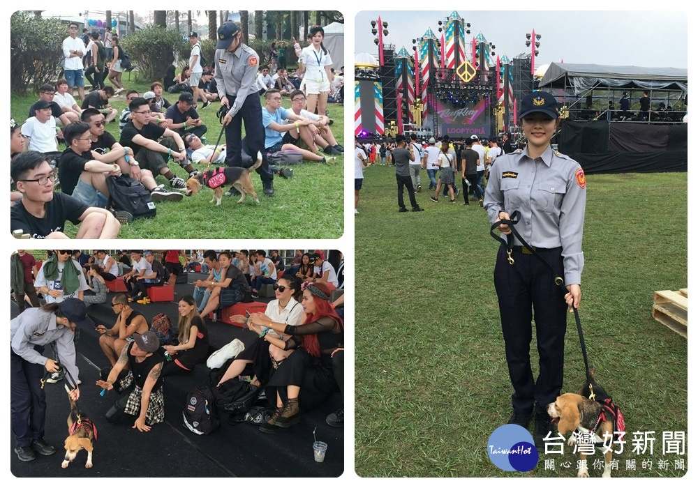 訓練有素的警犬來回巡視,警犬米格魯用靈敏的鼻子仔細聞查。