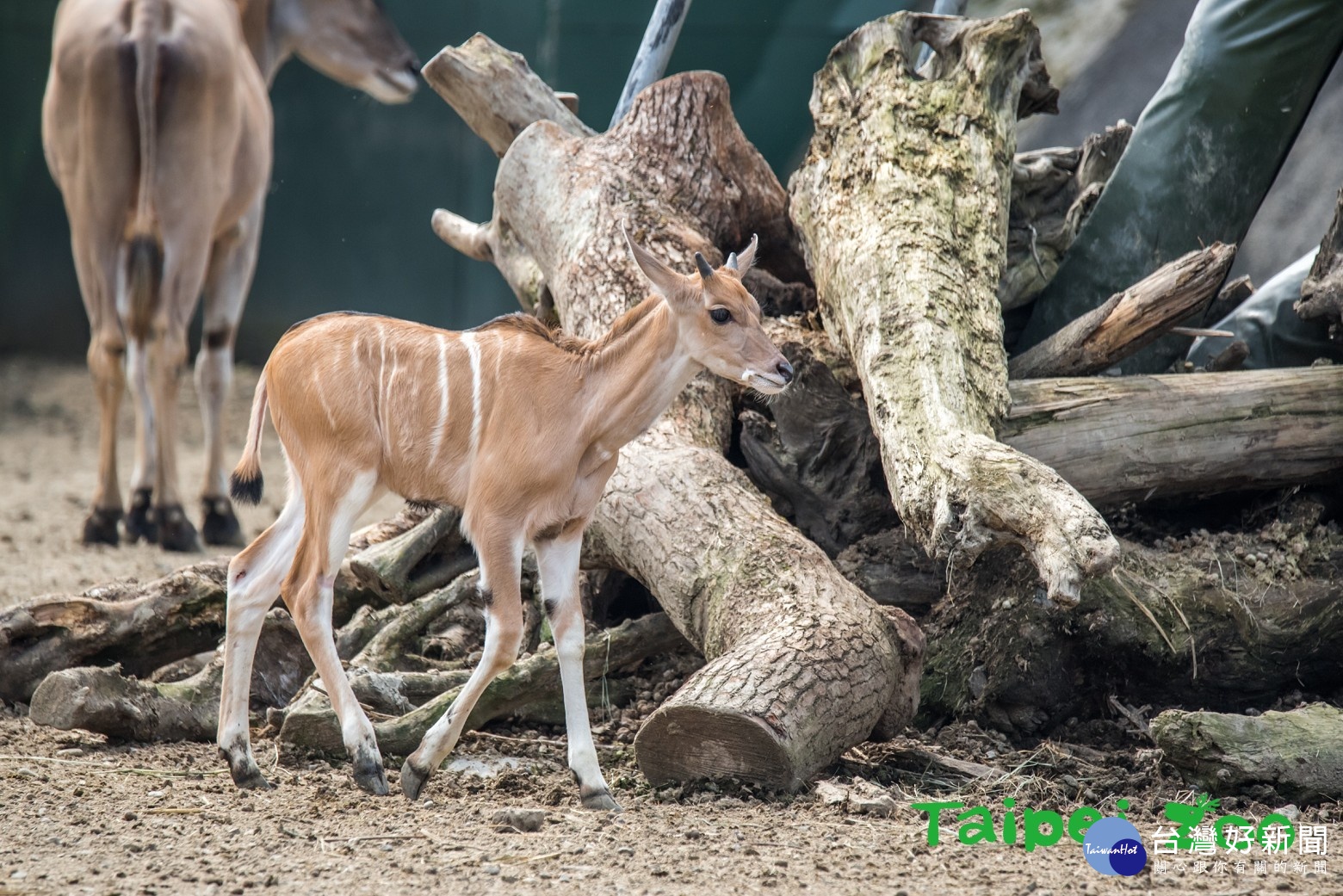 (圖/台北市立動物園提供)