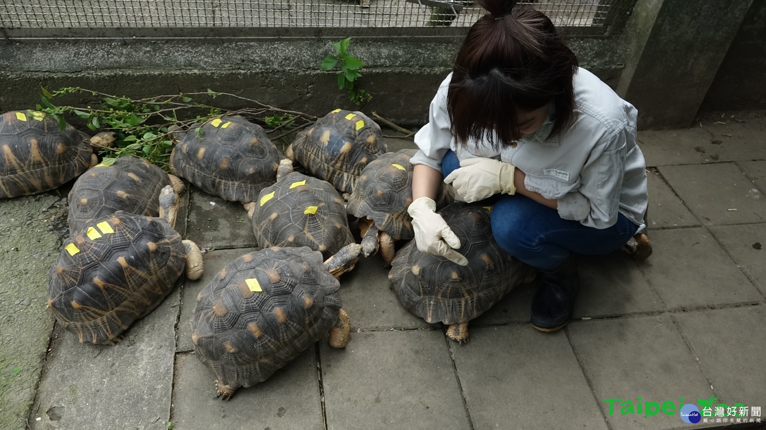 (圖/台北市立動物園提供)