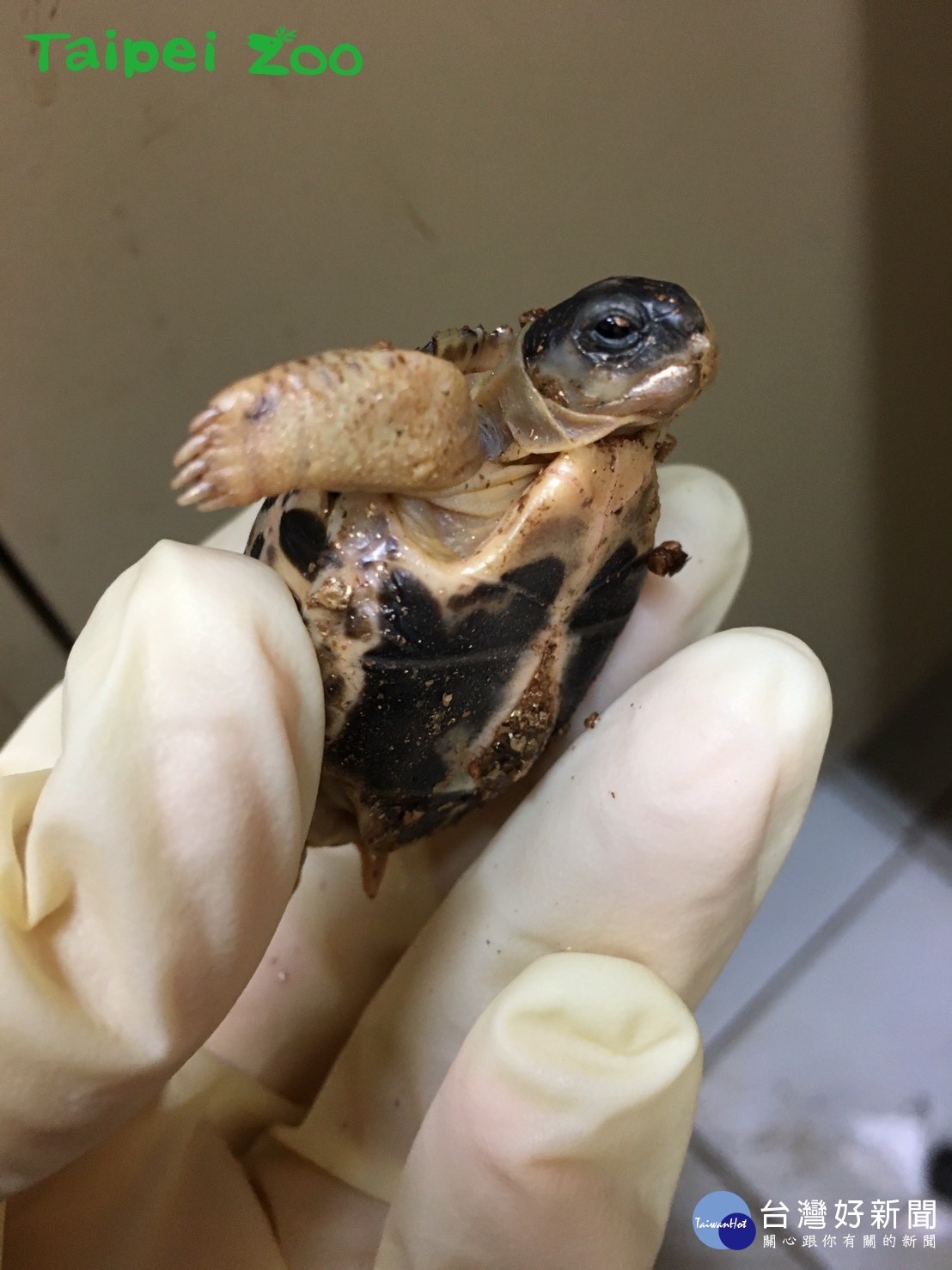 (圖/台北市立動物園提供)