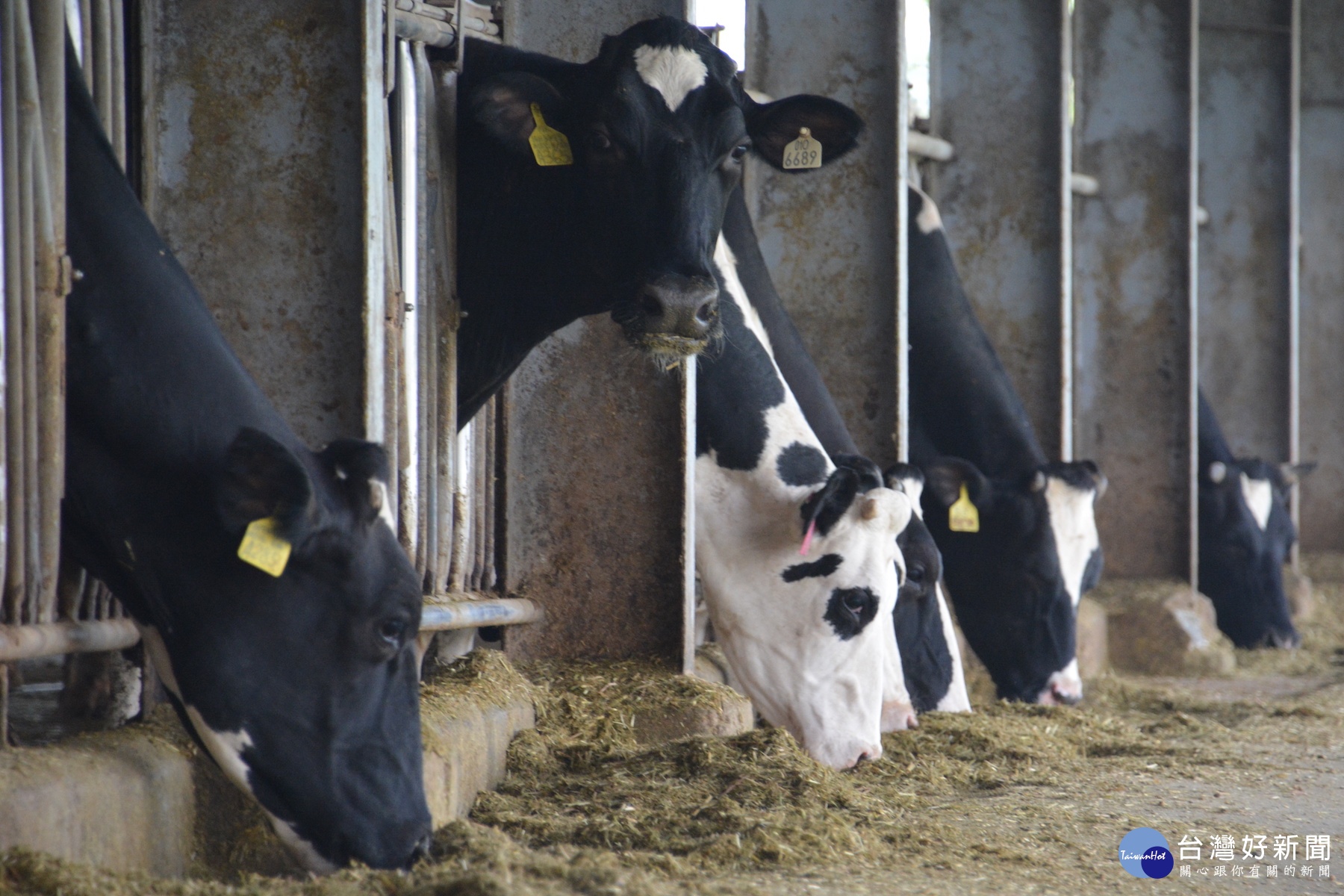 牧場種電，業者說乳牛較喜愛做愛做的事。(記者/黃芳祿攝)