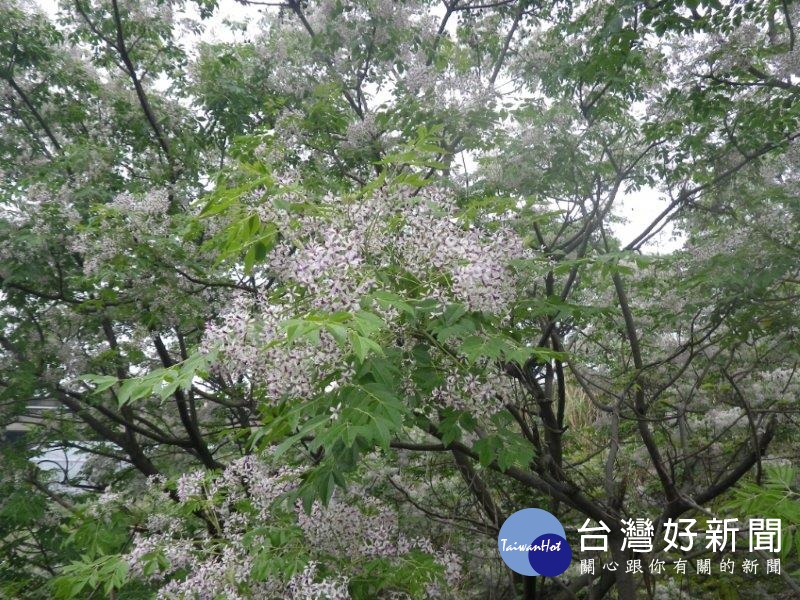 (圖片來源/新北市政府)