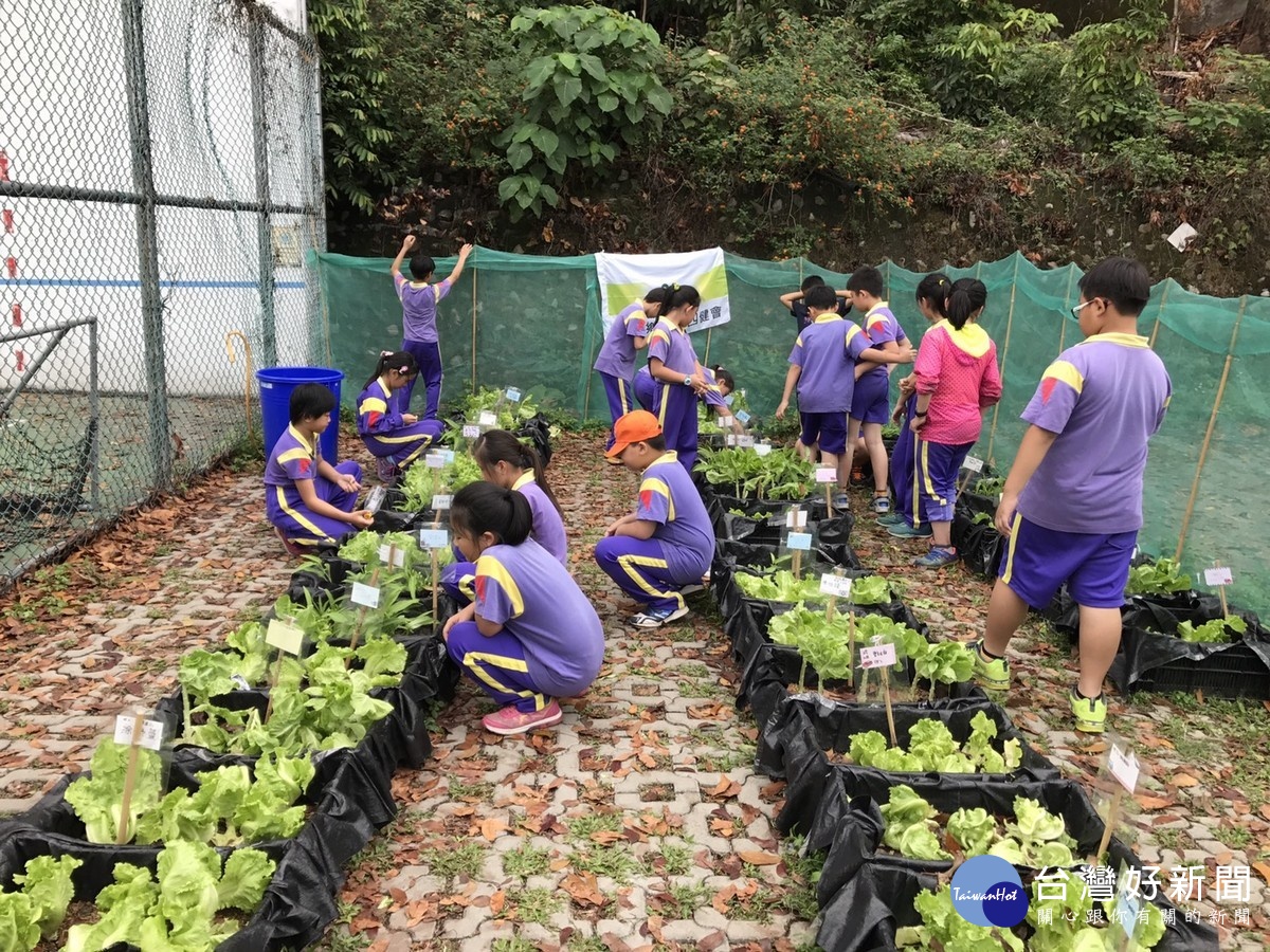 成城國小四健會員的菜園，小朋友悉心照顧他們播種的蔬菜。