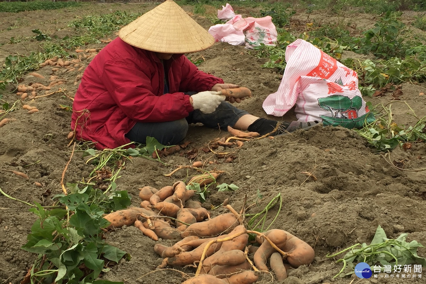 滿地的地瓜,農婦忙著去土裝袋準備載回家儲存。(記者/黃芳祿攝)