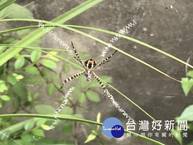 Life生活網 大自然真奇妙蜘蛛結網如織英文字