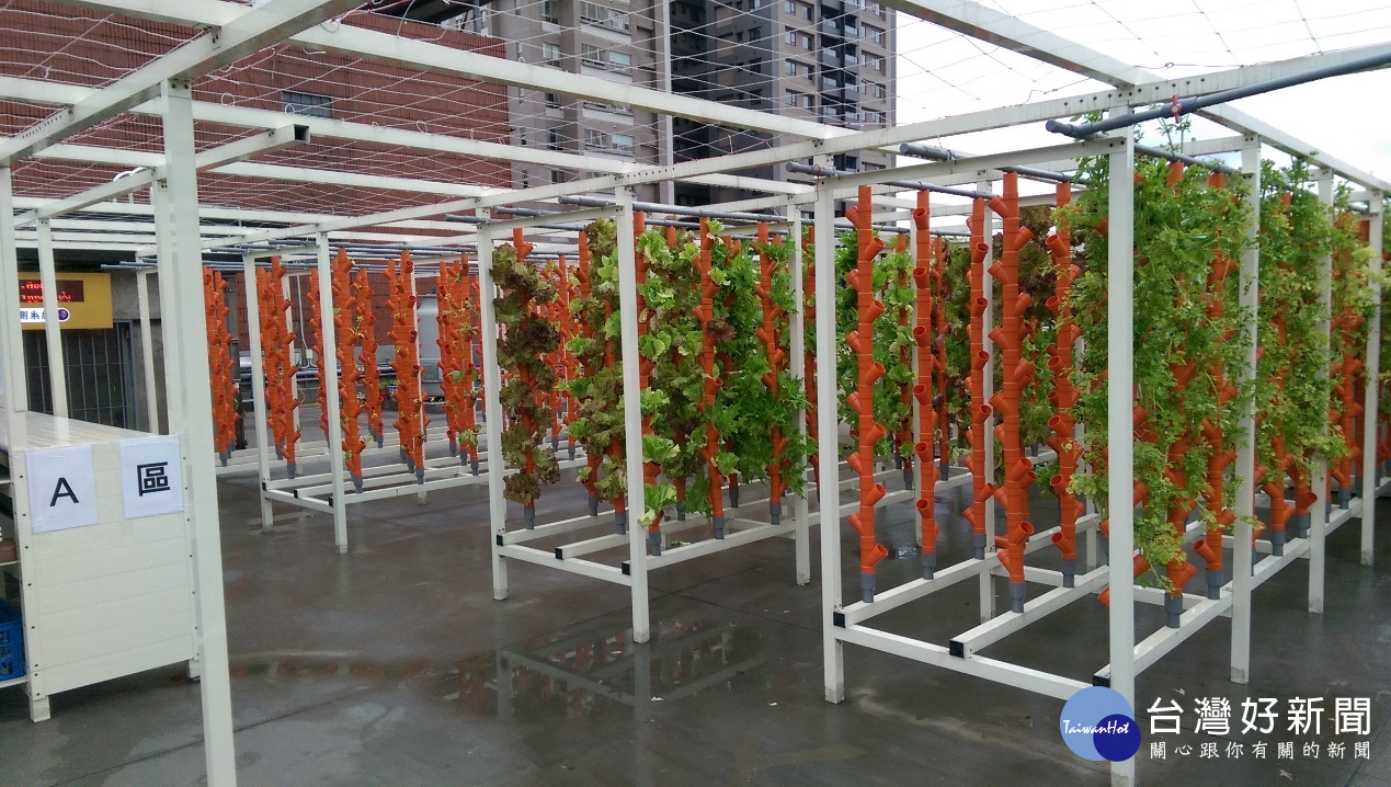 屋頂上種植的蔬菜(圖/台北市政府園藝科提供)