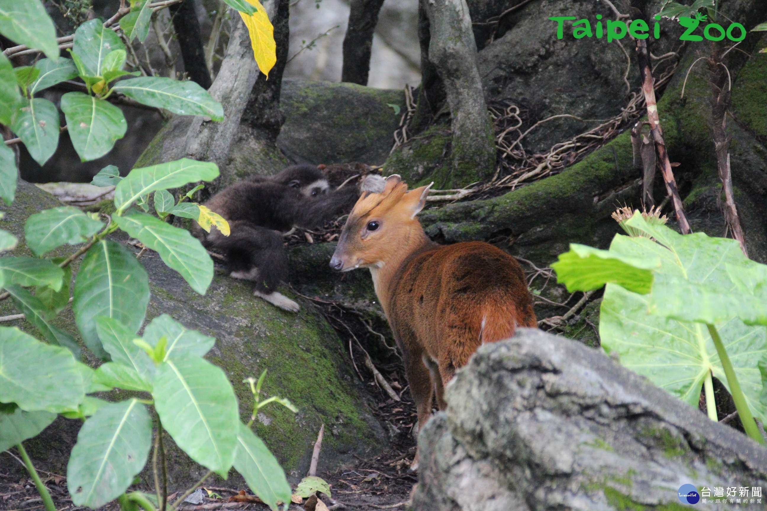 「屁孩」長臂猿騎山羌　扯後腿、無影腳樣樣來（圖／臺北市立動物園）