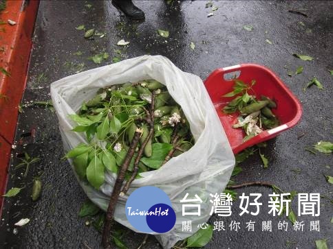 台北市公園處會派人持續於木棉落果開裂前,進行打果工作,讓木棉持續一季火紅。(圖/台北市公園處)
