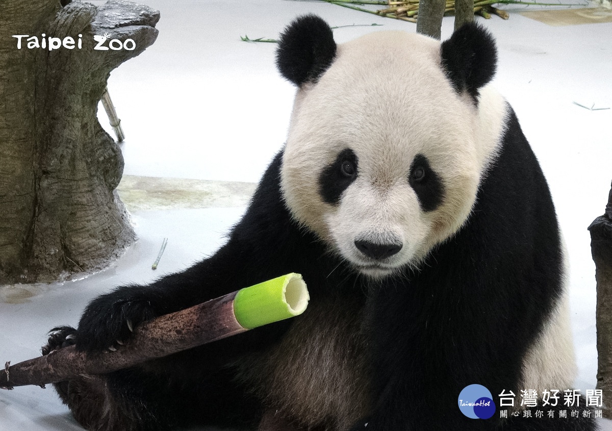 （圖／台北市立動物園提供）