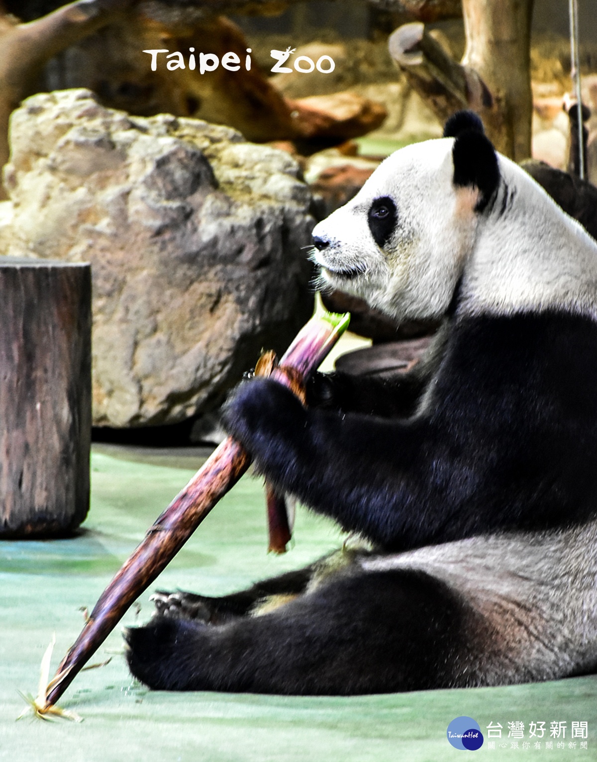 (圖/台北市立動物園提供)