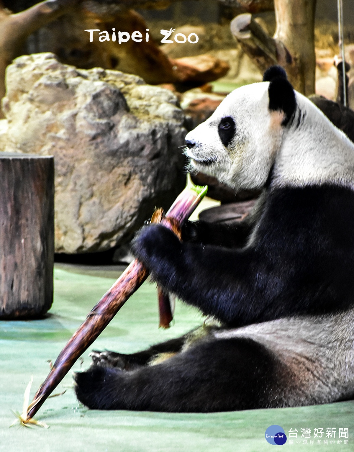 （圖／台北市立動物園提供）