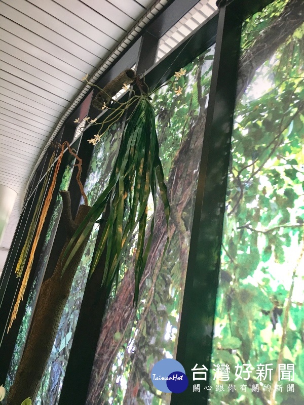 索羅門群島珍貴物種像是英聖龍爪蘭,葉子可以長達3公尺,自至少20公尺高的大樹懸垂下來。(記者賴淑禎攝)