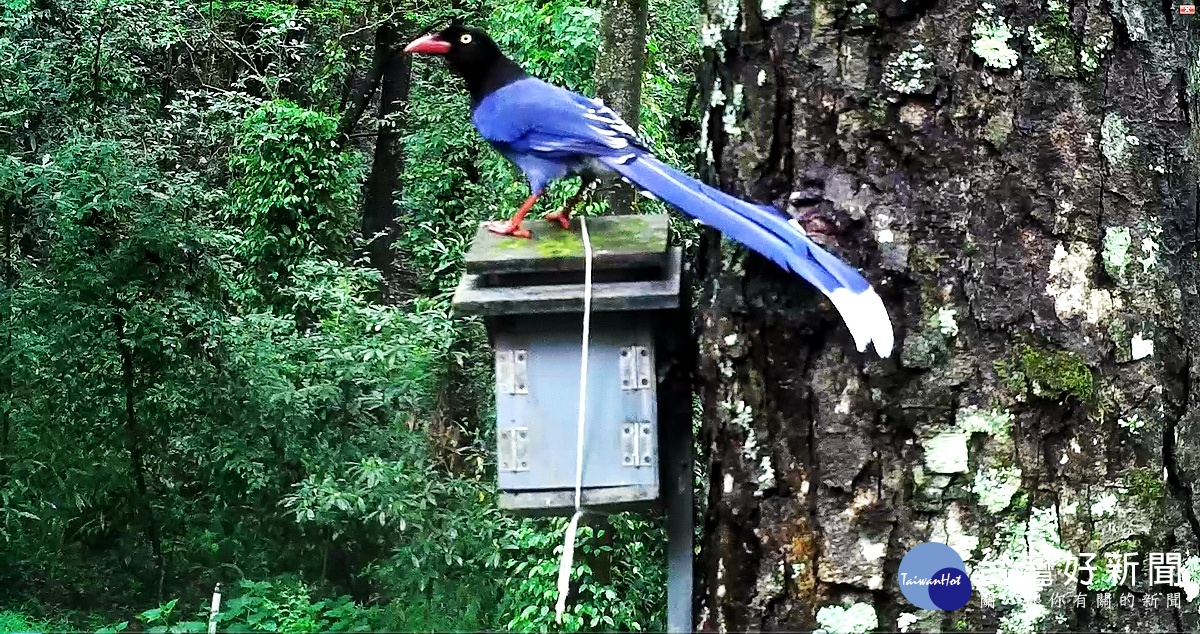 台灣藍鵲覬覦巢箱內青背山雀的幼鳥，幸而因巢箱孔洞過小而作罷，幼鳥逃過一劫。