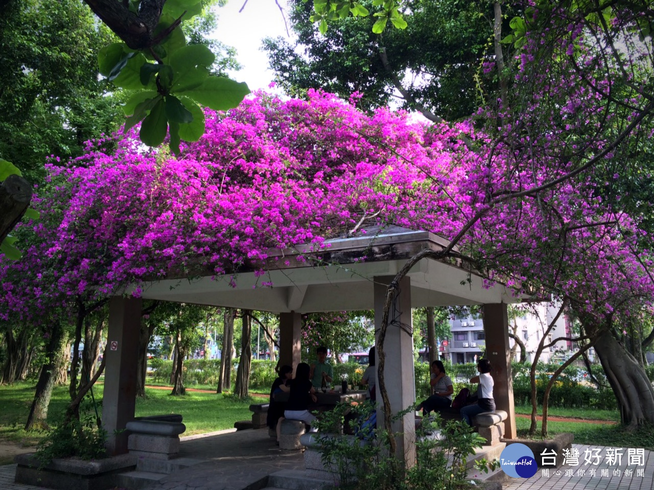 大安森林公園九重葛(圖/臺北市政府工務局公園路燈工程管理處提供)