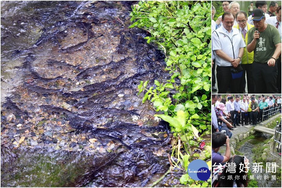 全球僅有奇觀　龍潭湖鯝魚大軍溯溪產卵