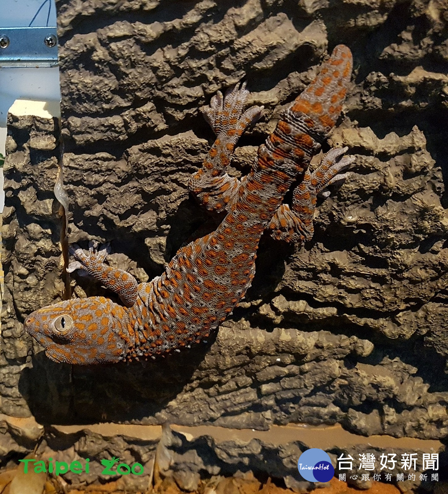 大壁虎(圖/臺北市立動物園提供)
