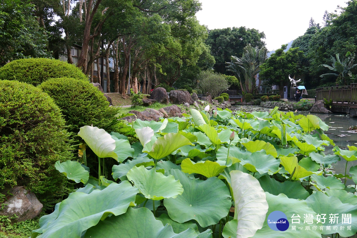 至德園荷花池(圖/臺北市政府工務局公園路燈工程管理處提供)