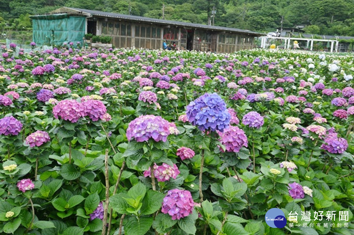 繡球花田（圖／北投區農會提供）