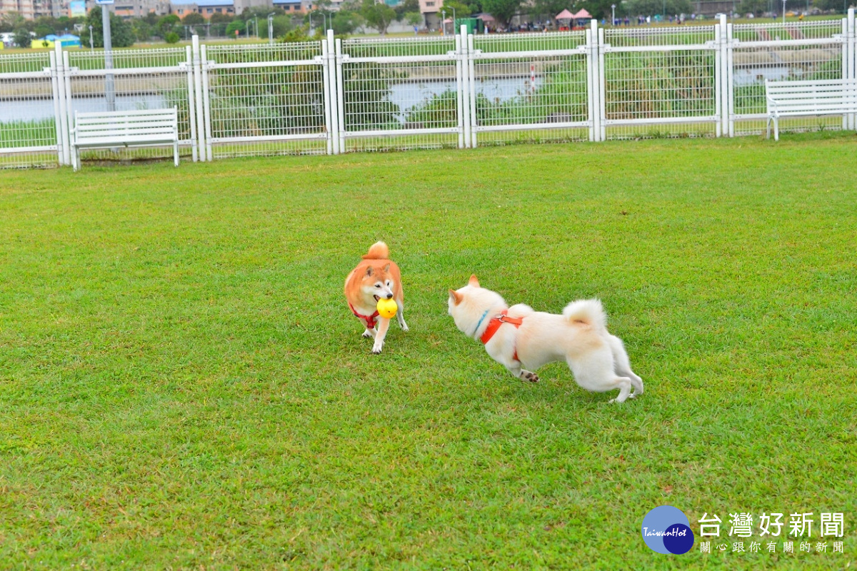 「狗運動公園」及「狗活動專區」可提供動物能自在奔跑活動的場域(圖/臺北市動物保護處提供)