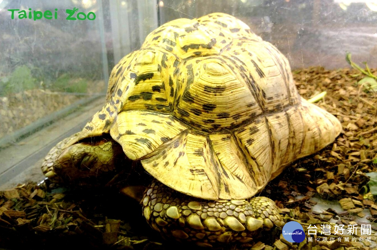 豹紋象龜睡著了(圖/臺北市立動物園提供)