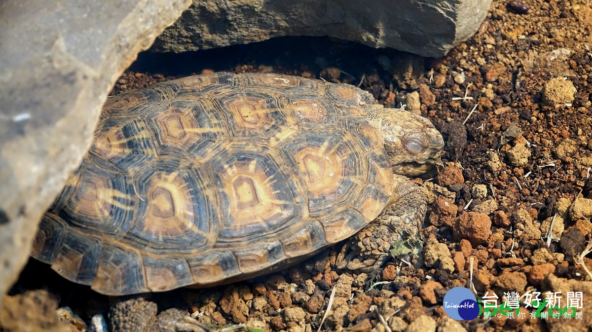 餅乾龜休眠中(圖/臺北市立動物園提供)