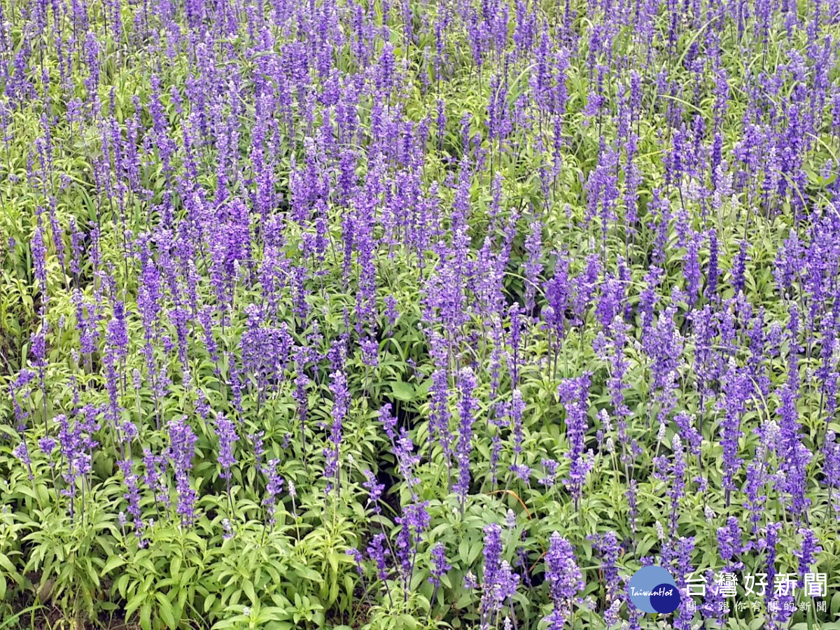 繽紛的花草讓人吸睛。（圖／記者黃竹佑攝）