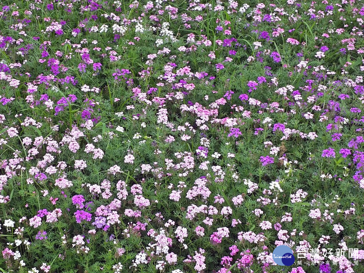 繽紛的花草讓人吸睛。（圖／記者黃竹佑攝）