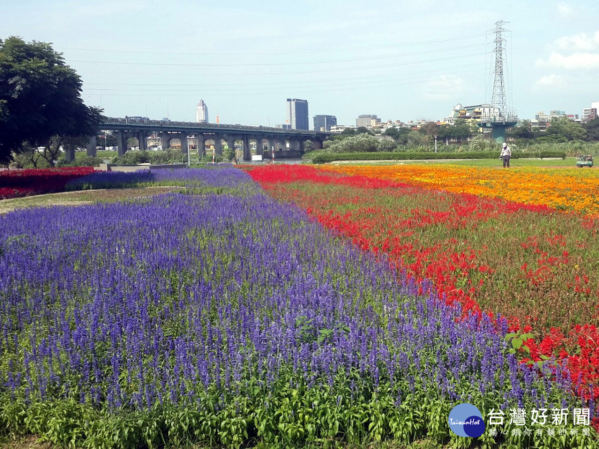 繽紛的花海讓人吸睛。（圖／記者黃竹佑攝）