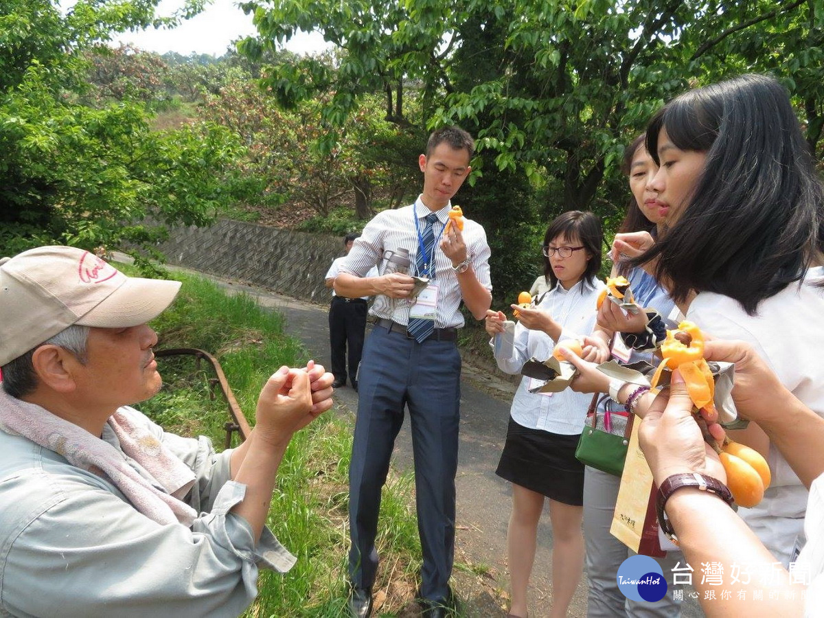 日本果園一包只留有一顆枇杷