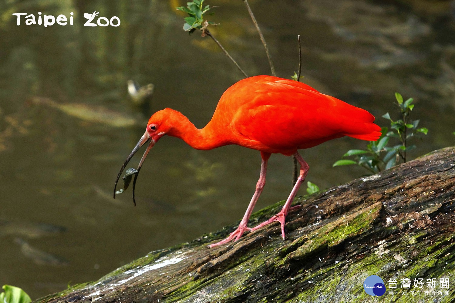 紅鹮雛鳥「趴趴走」 保育員以為「失蹤」了(圖/台北市立動物園)