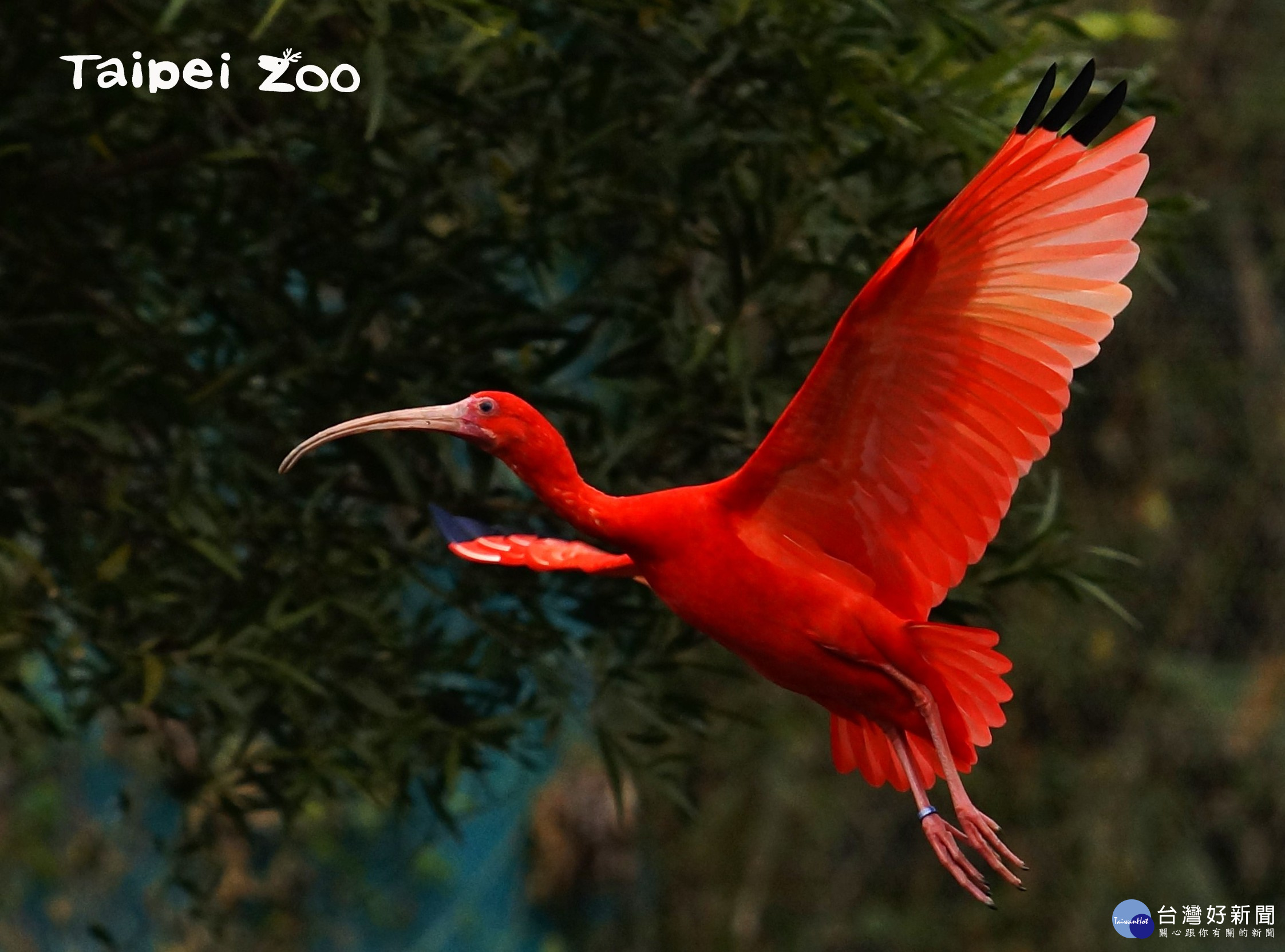 紅鹮雛鳥「趴趴走」 保育員以為「失蹤」了(圖/台北市立動物園)