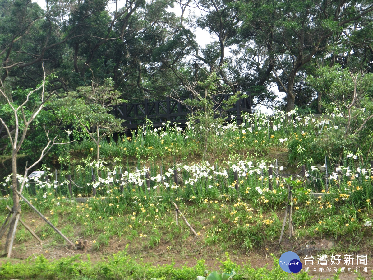 台北市內湖區白石湖社區同心池畔,百合花與金萱花競相綻放,妝點林間,引人趨前觀賞。(圖/臺北市政府工務局大地工程處提供)