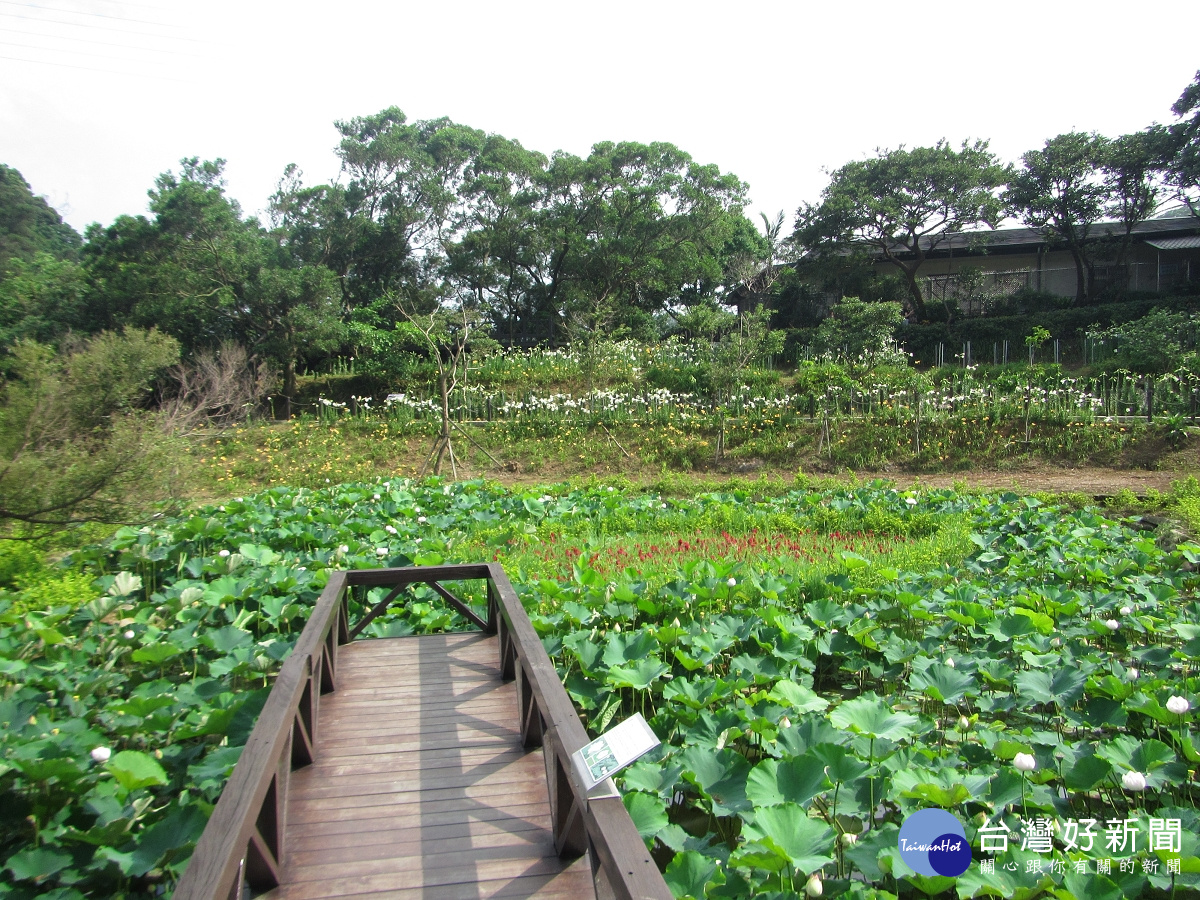 台北市內湖區白石湖社區同心池中,碧綠荷葉與荷花迎風搖曳,招喚盛夏的到來。(圖/臺北市政府工務局大地工程處提供)