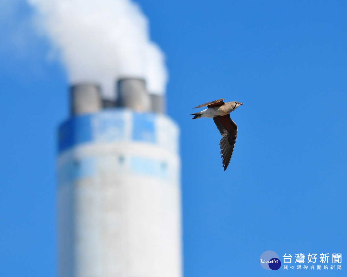 鳥兒在六輕的天空悠遊自在的飛翔。