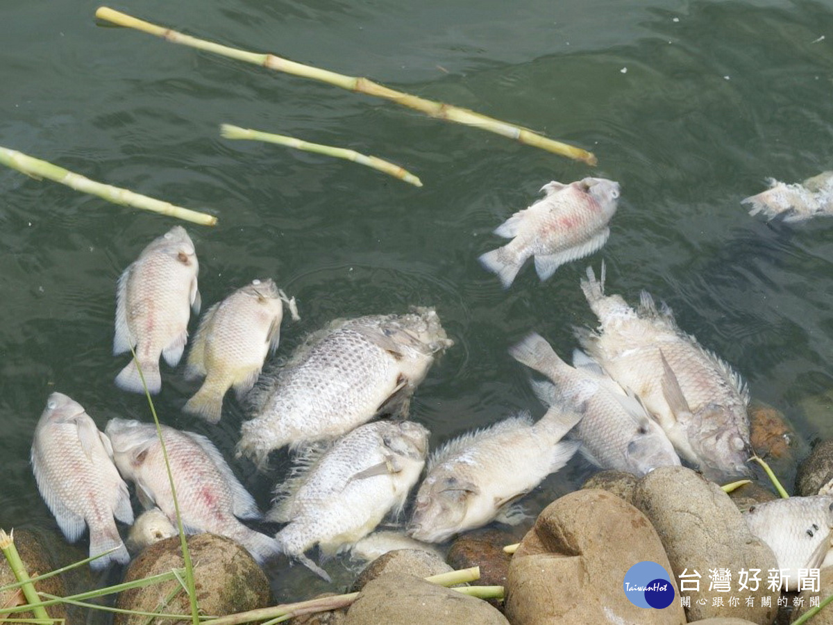 觀音區一處養魚埤塘出現吳郭魚大量死亡情形。