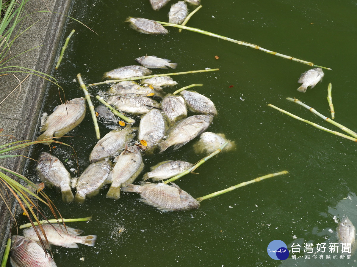 觀音區一處養魚埤塘出現吳郭魚大量死亡情形。