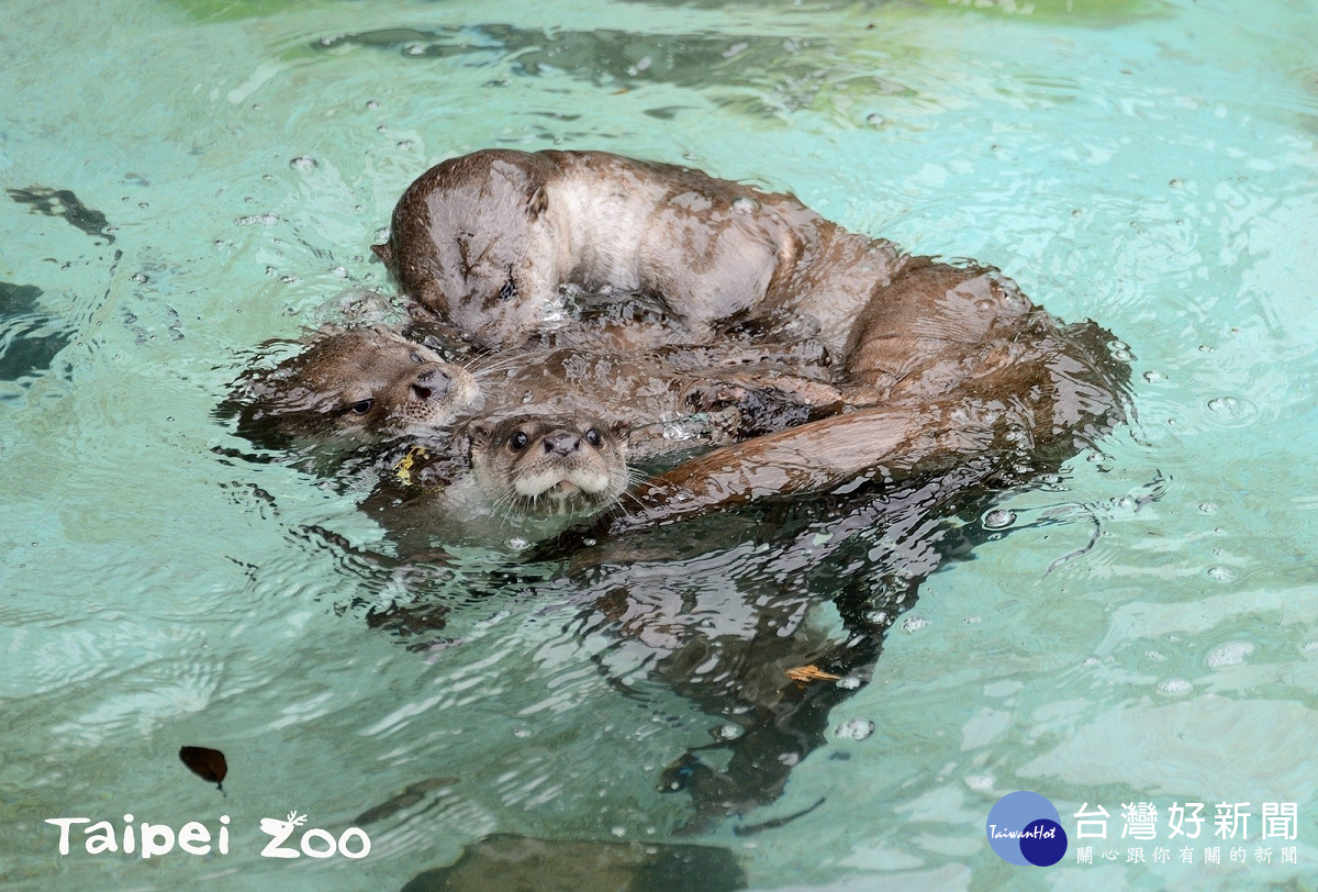 水獺(圖/台北市立動物園提供)