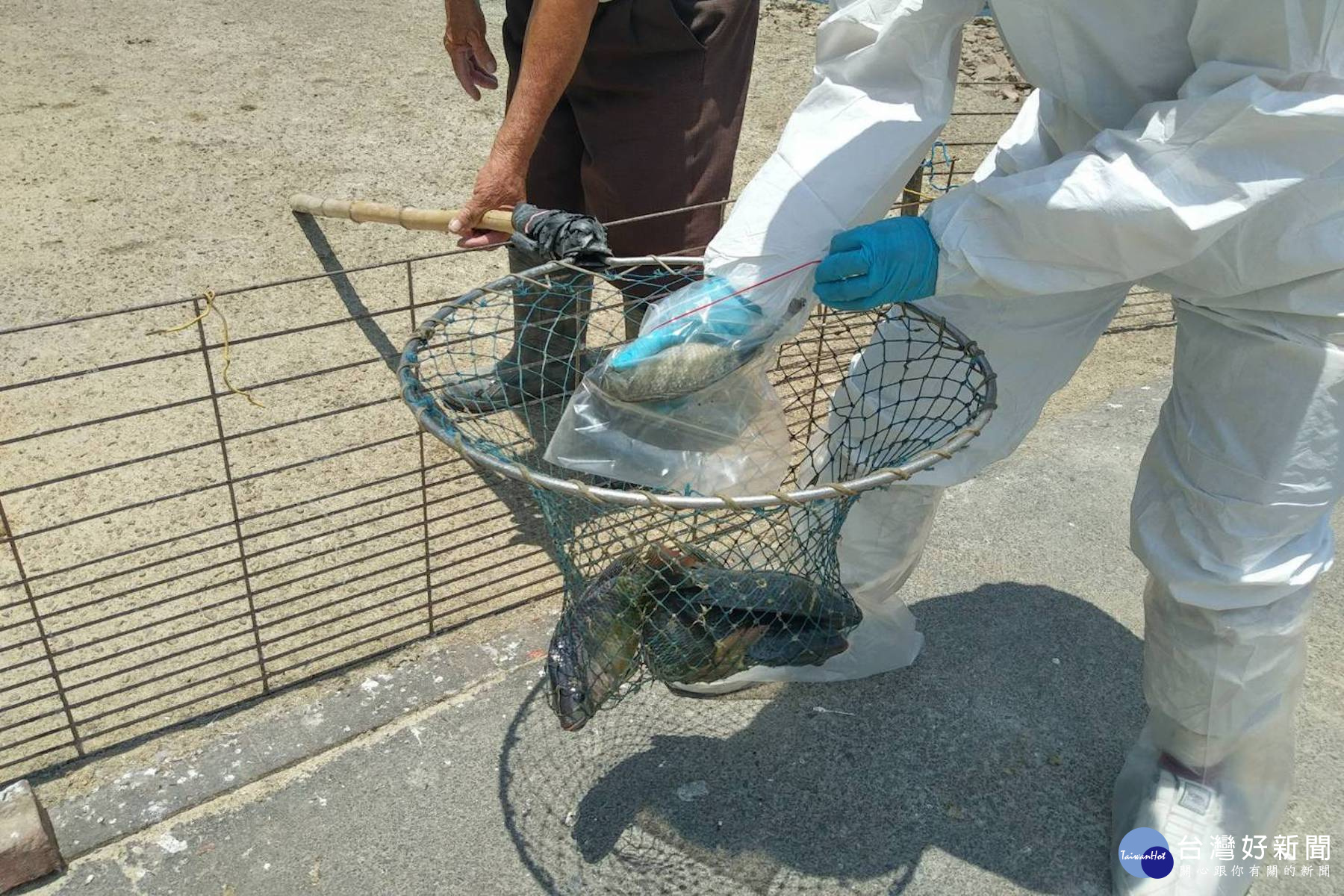 動保處魚隻採樣化驗後為陰性，經煮熟可安心食用。(圖/台南市動保處提供)