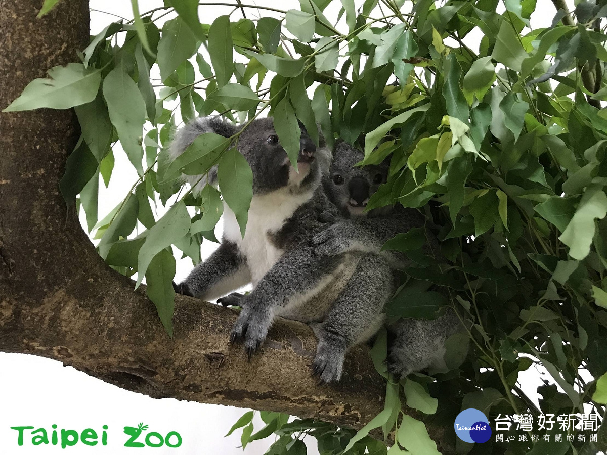 無尾熊寶寶(圖/台北市立動物園提供)