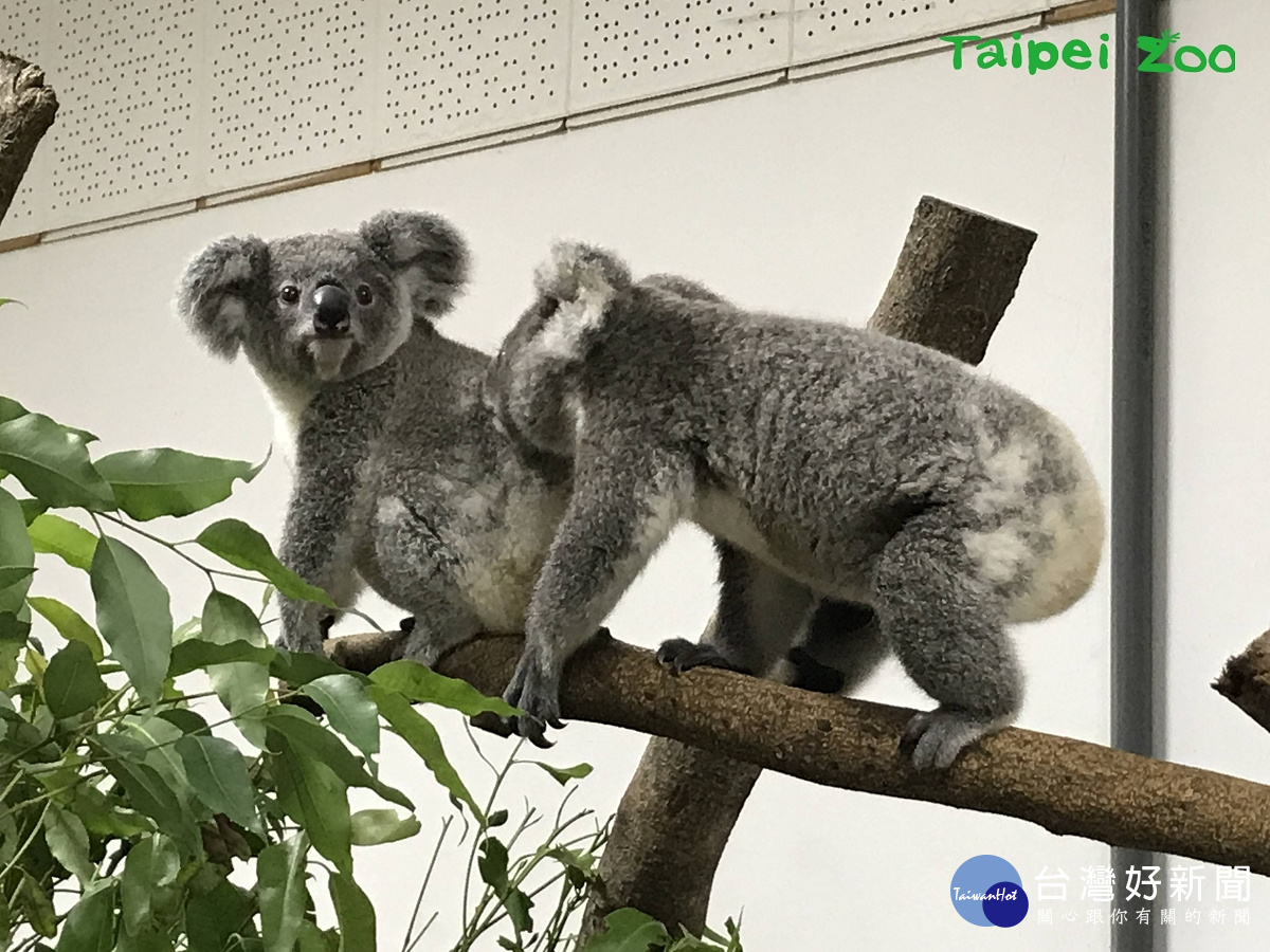 無尾熊寶寶(圖/台北市立動物園提供)