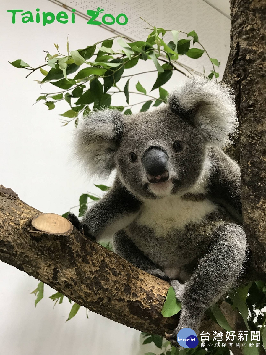 無尾熊寶寶探索新環境(圖/台北市立動物園提供)