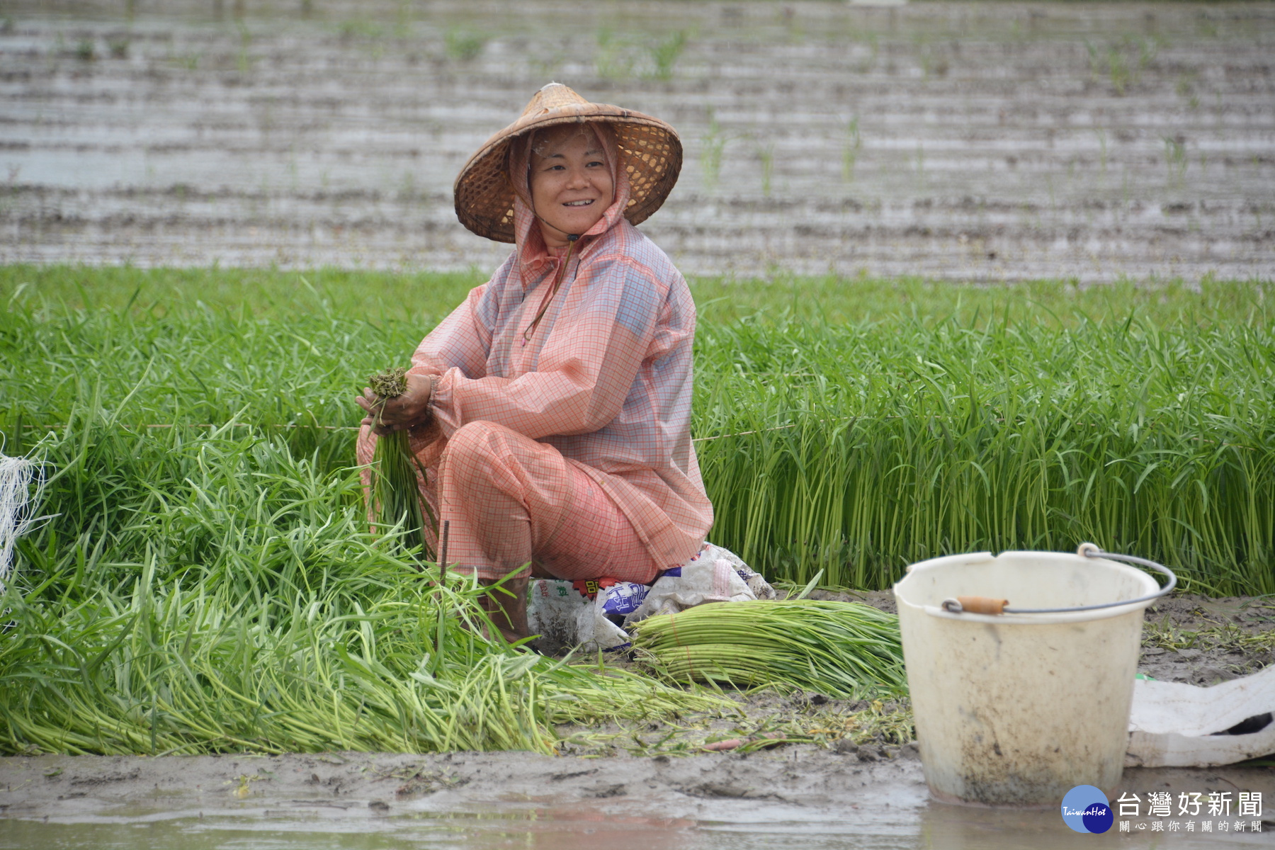 菜價上揚，菜農好心情全寫在臉上。(圖/記者黃芳祿攝) 