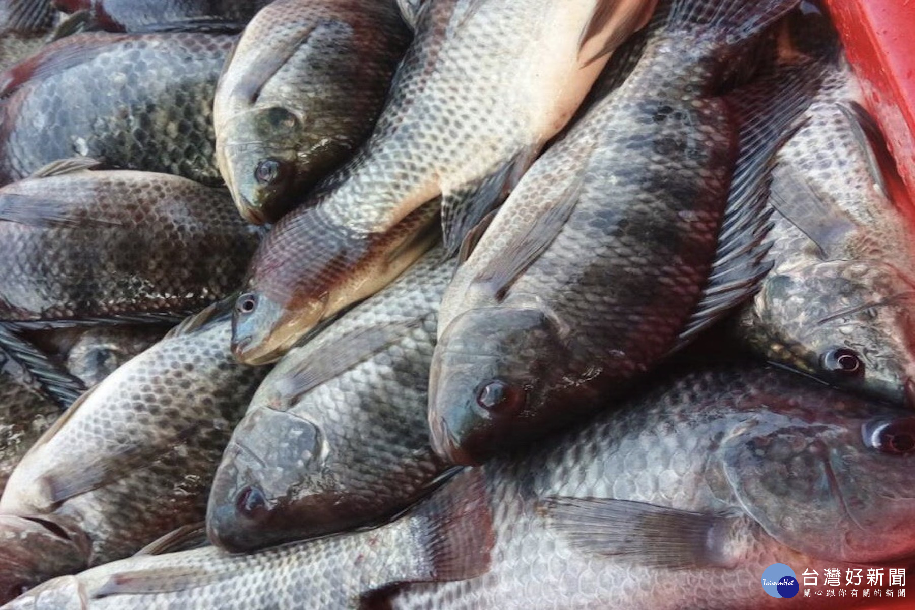 臺南沿海養殖的正鹹水吳郭魚今天零售價仍在40~60之間，銷售情形正常。(圖/記者黃芳祿攝) 