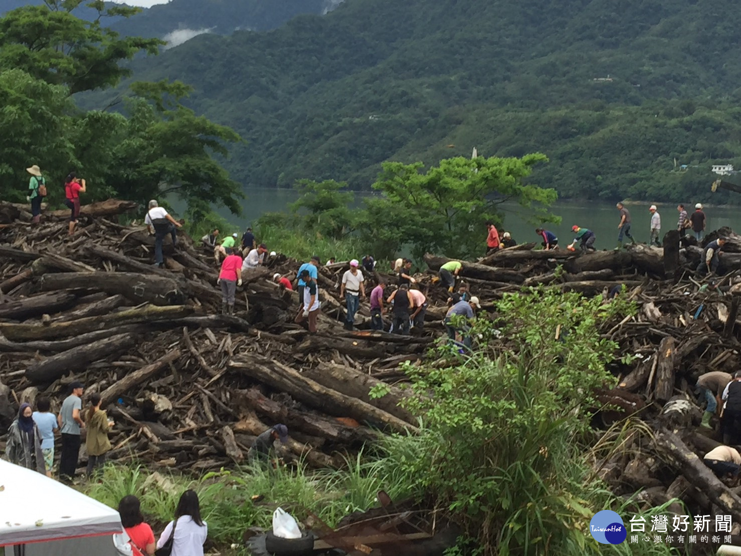 漂流木開放免費撿拾　石門水庫爆人潮