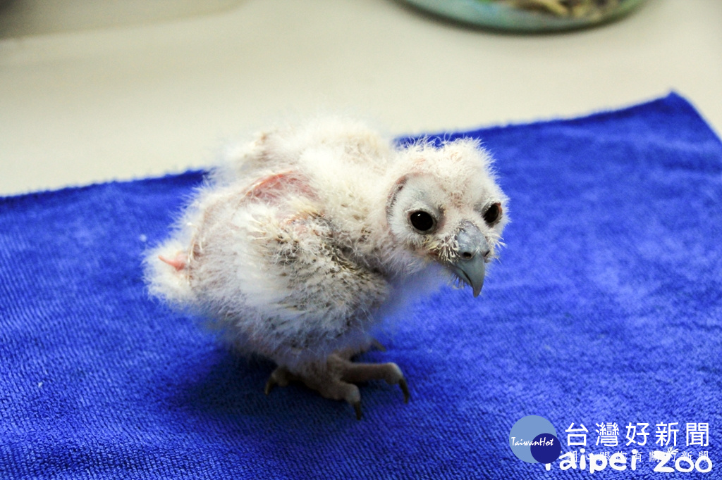 動物園人工孵化「棄蛋」　褐林鴞寶寶討食模樣超萌 （圖／臺北市立動物園）