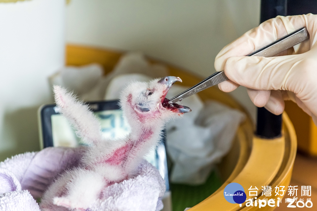 動物園人工孵化「棄蛋」 褐林鴞寶寶討食模樣超萌 (圖/臺北市立動物園)
