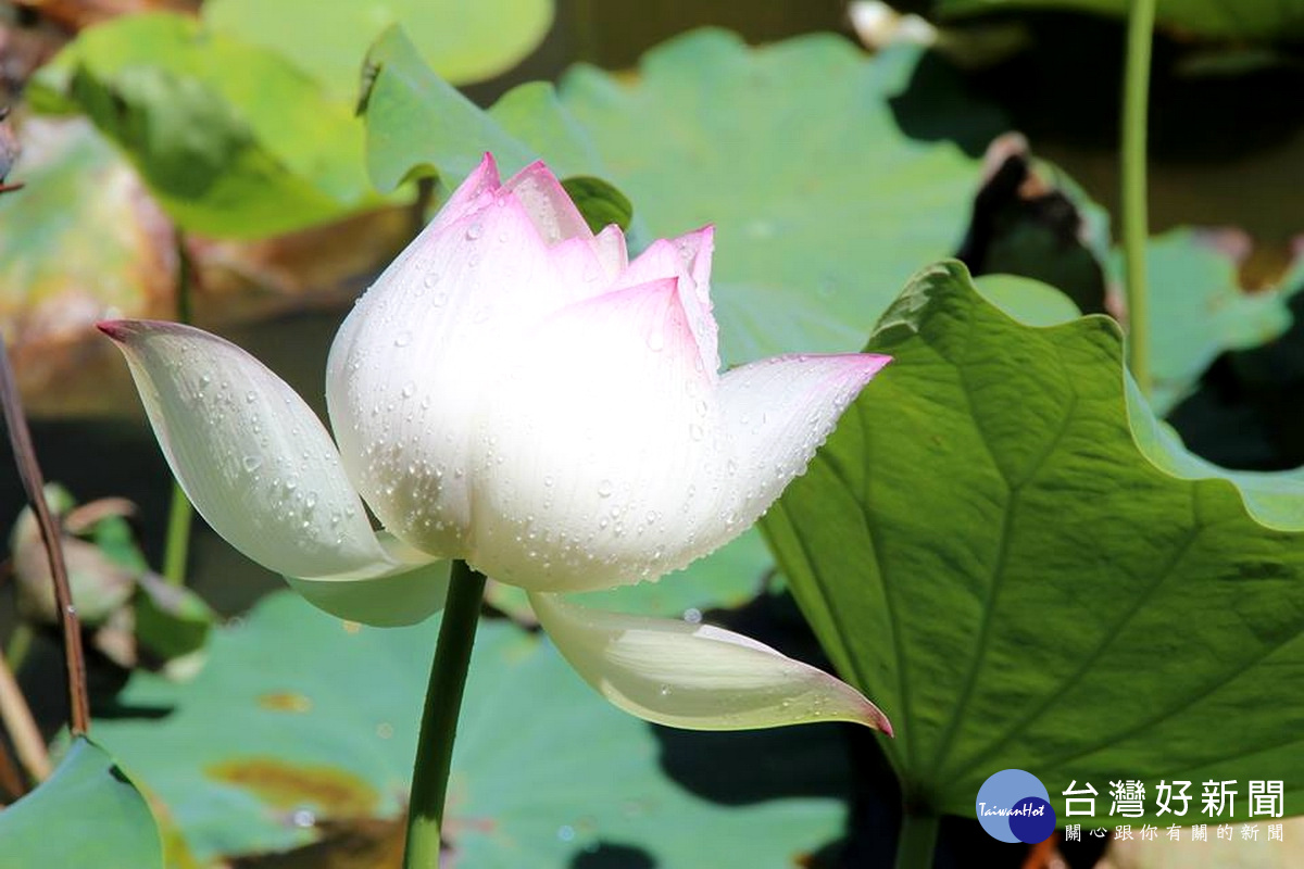 泰雅蓮花池續綻放，6月底前仍是最佳賞花期。