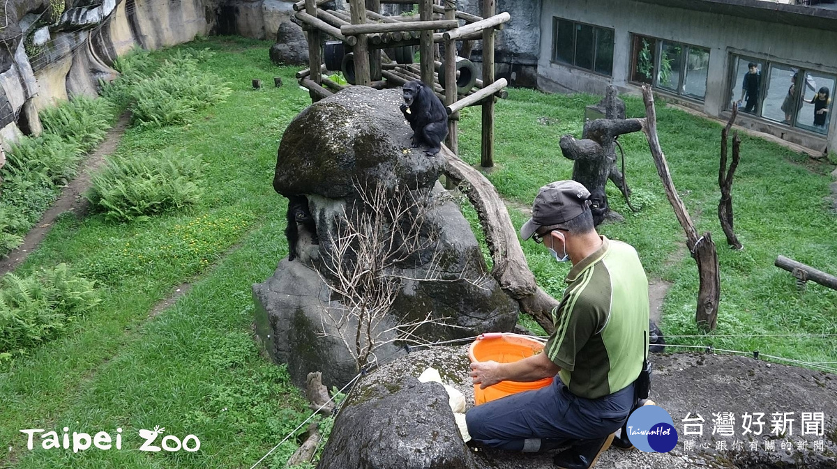 照顧黑猩猩(圖/台北市立動物園提供)